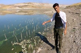 Baraj Gölü’nde kıyıya vuran binlerce ölü balık korkuya neden oldu.